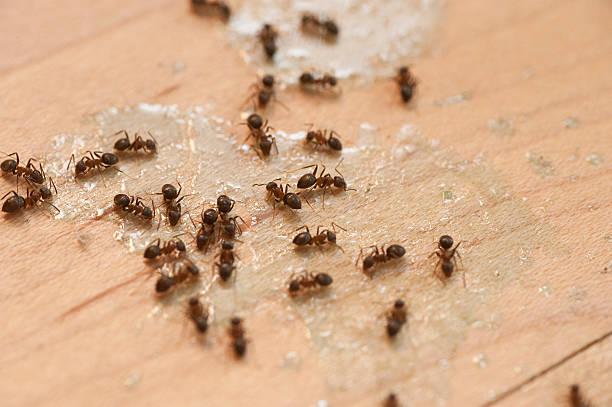 Best Termite Control Services  in Lakeview, OR