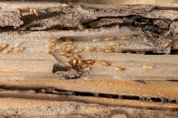 Best Exterminator Services  in Lakeview, OR